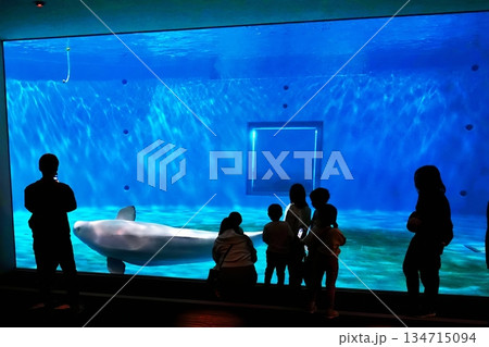 島根県立しまね海洋館 アクアス 島根県立しまね海洋館 アクアス 134715094
