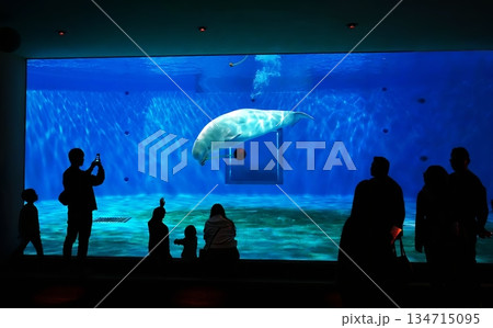 島根県立しまね海洋館 アクアス 島根県立しまね海洋館 アクアス 134715095