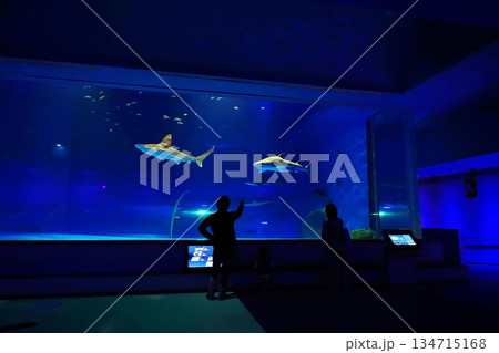 島根県立しまね海洋館 アクアス 島根県立しまね海洋館 アクアス 134715168