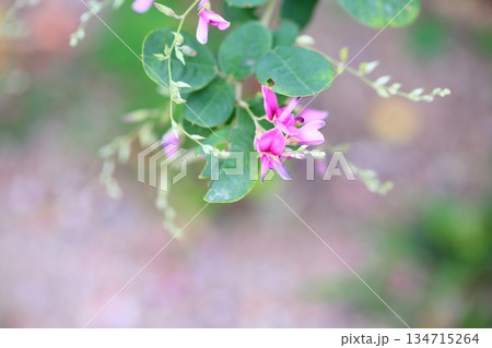 可愛い　ハギの花　秋の七草 134715264