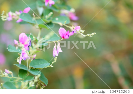 可愛い　ハギの花　秋の七草 134715266