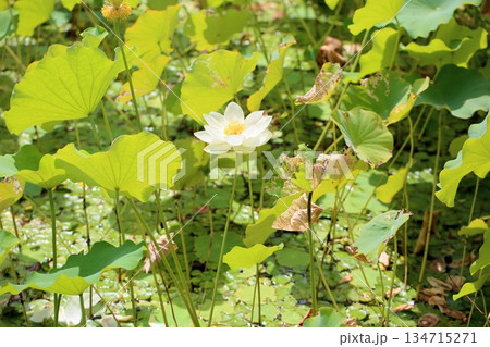 爽やか　ハスの花 134715271