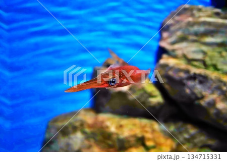 アオリイイカ アオリイイカ 134715331