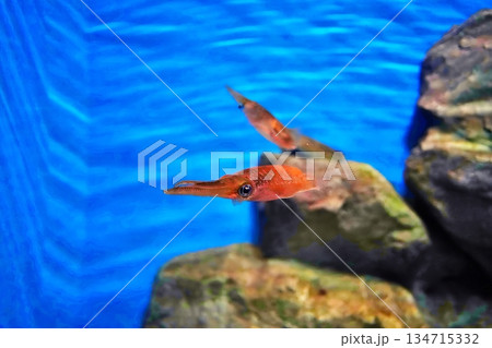 アオリイイカ アオリイイカ 134715332