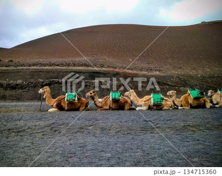 Camels with green saddles rest at the famous Echadero de Camellos of the Timanfaya National Park on the volcanic island of Lanzarote, Canary Islands, Spain. 134715360