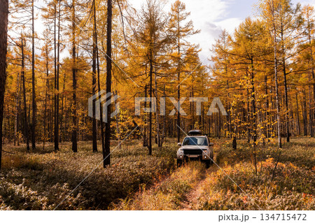 Japanese SUV on an autumn road in a wild forest 134715472
