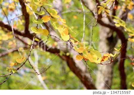 色づく　カツラの葉　黄葉 134715597