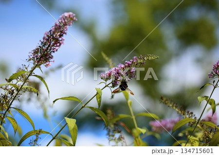 爽やか　ブッドレアの花 134715601