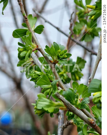 Ribes aureum, also known as yellow currant, clove currant, pruterberry, and buffalo currant, features yellow flower buds on bush in early spring. Ribes aureum is a honey plant. 134715616
