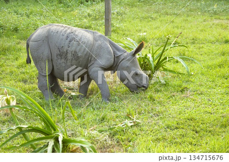 インドサイの赤ちゃん　チトワン国立公園　2 134715676