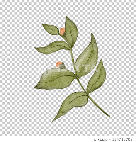 Green leafy branch with buds textured watercolor illustration isolated on white. Hand-painted clip art ideal for botanical branding, eco packaging, wedding stationery, cards, spring decor projects 134715708