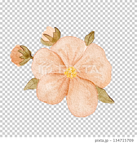 Peach flower watercolor illustration with soft textured buds and green leaves, hand-painted and isolated on white, ideal for wedding stationery, feminine branding, spring decor, invitations, cards 134715709