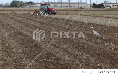 耕した畑に集まるアオサギ 耕した畑に集まるアオサギ 134715714