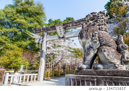 山梨 桜満開の武田神社 134715837
