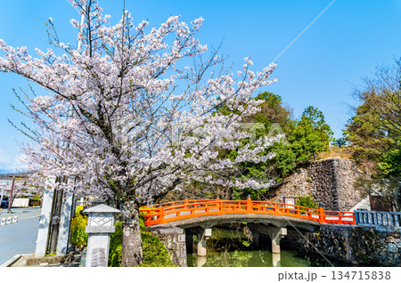 山梨 桜満開の武田神社 山梨 桜満開の武田神社 134715838
