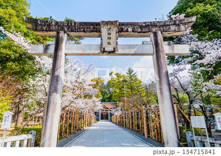 山梨 桜満開の武田神社 134715841