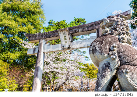 山梨 桜満開の武田神社 134715842