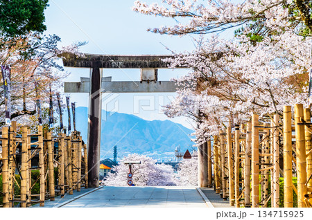 山梨 武田神社　桜咲く参道の鳥居 134715925