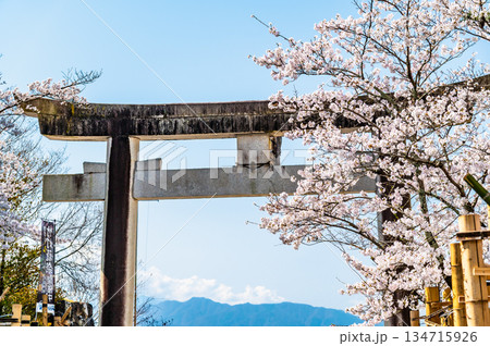 山梨 武田神社 桜咲く参道の鳥居 山梨 武田神社 桜咲く参道の鳥居 134715926