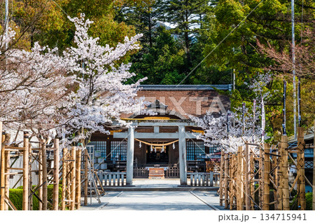 山梨 桜満開の武田神社 鳥居と拝殿 山梨 桜満開の武田神社 鳥居と拝殿 134715941