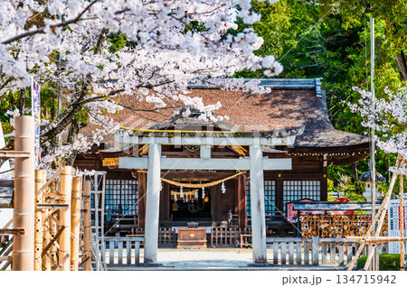 山梨 桜満開の武田神社 鳥居と拝殿 山梨 桜満開の武田神社 鳥居と拝殿 134715942