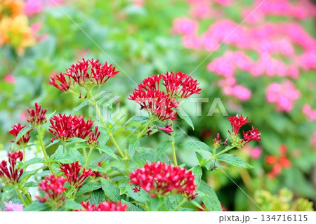 可愛い　ペンタスの花 134716115