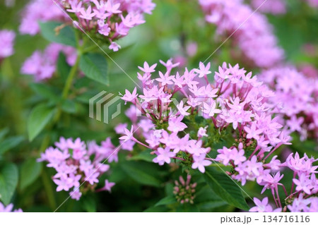 可愛い　ペンタスの花 134716116