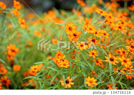 可愛い　ジニアの花 134716118