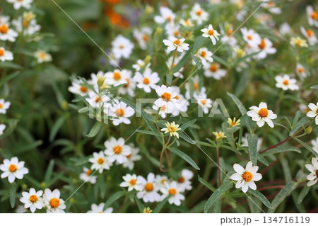 爽やか　ジニアの花 134716119