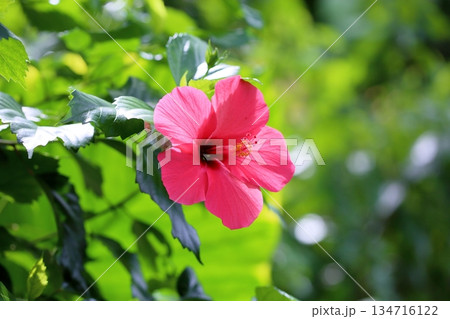 鮮やか　ハイビスカスの花 134716122