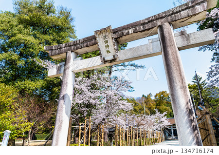 山梨 桜満開の武田神社　 134716174