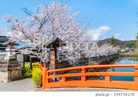 山梨 桜満開の武田神社 神橋 山梨 桜満開の武田神社 神橋 134716176