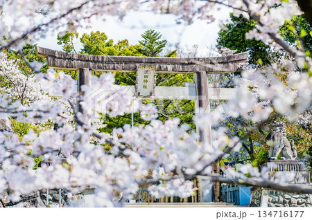 山梨 桜満開の武田神社 134716177