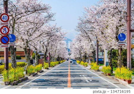 山梨 武田神社の参道の桜並木 山梨 武田神社の参道の桜並木 134716195