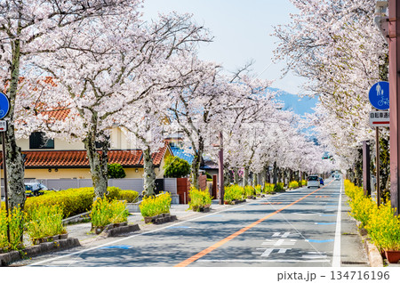 山梨 武田神社の参道の桜並木 山梨 武田神社の参道の桜並木 134716196
