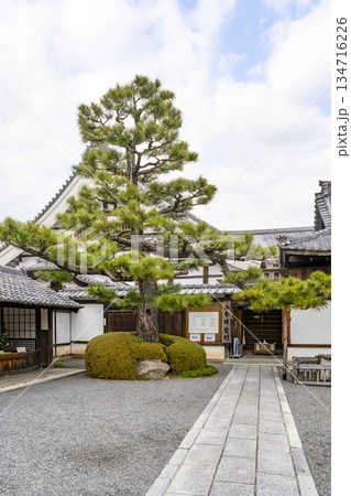 冬の大覚寺（京都） 134716226