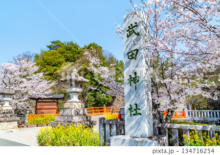山梨 桜満開の武田神社 134716254