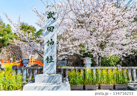 山梨 桜満開の武田神社 山梨 桜満開の武田神社 134716255
