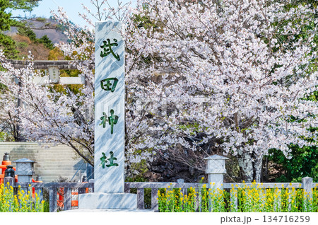 山梨 桜満開の武田神社 134716259