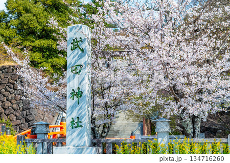 山梨 桜満開の武田神社 134716260