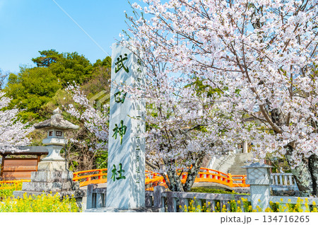 山梨 桜満開の武田神社 134716265