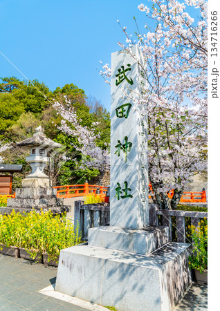 山梨 桜満開の武田神社 山梨 桜満開の武田神社 134716266