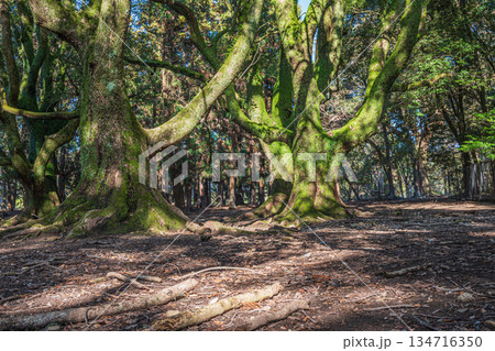 森の中の大木 奈良公園 森の中の大木 奈良公園 134716350