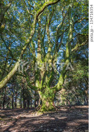 森の中の大木　奈良公園 134716354