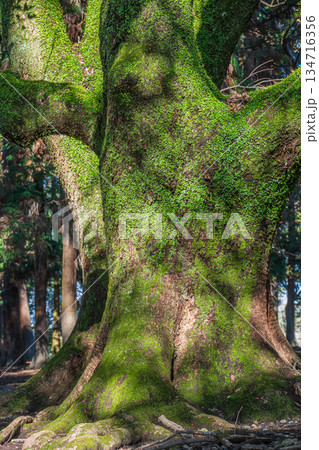 森の中の大木 奈良公園 森の中の大木 奈良公園 134716356