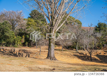 葉を落としたイチョウの大木　奈良公園 134716366