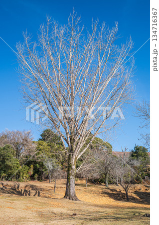葉を落としたイチョウの大木 奈良公園 葉を落としたイチョウの大木 奈良公園 134716367