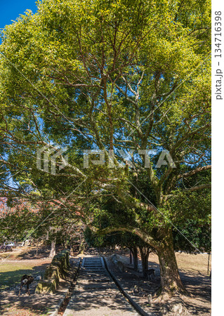 奈良公園荒池園地 134716398