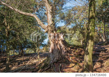 奈良公園浅茅ヶ原園地の大木の切り株 奈良公園浅茅ヶ原園地の大木の切り株 134716400