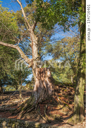 奈良公園浅茅ヶ原園地の大木の切り株 134716401